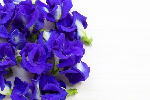 Butterfly pea or blue pea flower on white wooden background. Copy space