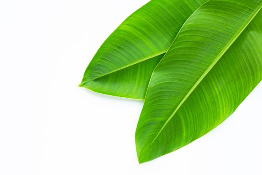 Heliconia leaves on white background. Copy space
