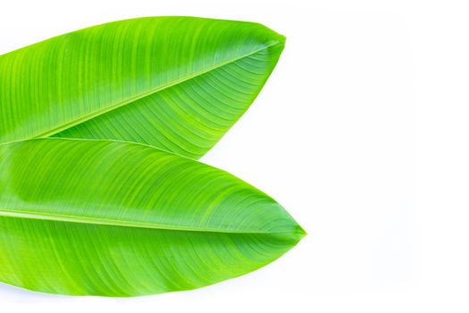 Heliconia leaves on white background. Copy space