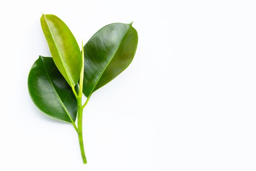 Rubber plant leaves on  white background. Top view