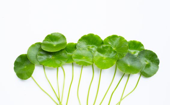 Centella asiatica leaves on white background. Copy space