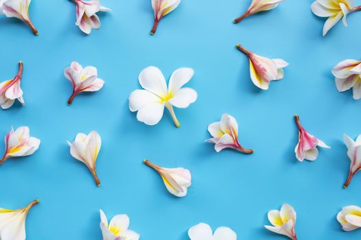 Plumeria or frangipani flower on blue background. Top view
