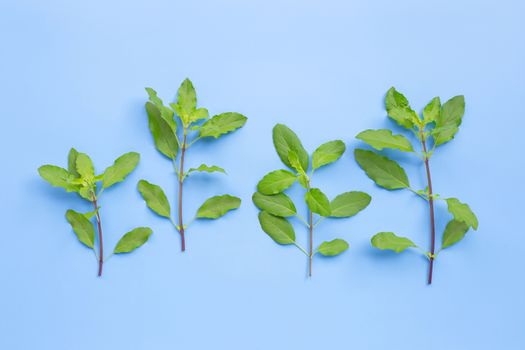 Holy basil leaves  on purple background. Top view