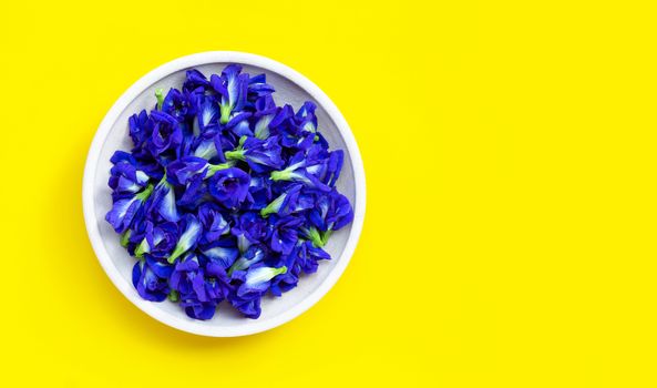Butterfly pea or blue pea flower on yellow background. Copy space