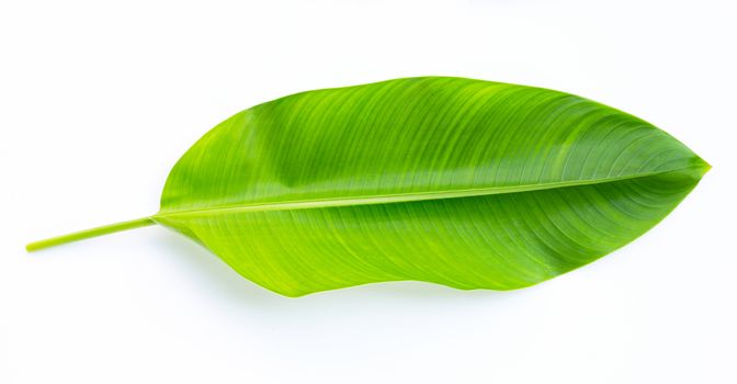 Heliconia leaves on white background. Copy space