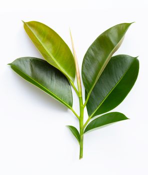 Rubber plant leaves on  white background. Top view