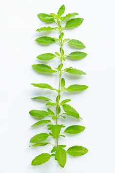 Holy basil branch isolated on white background.