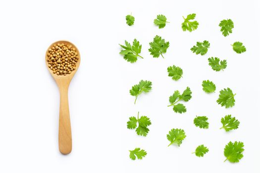 Fresh coriander leaves with seeds on white background.