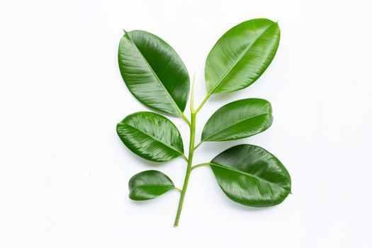 Rubber plant leaves on  white background. Top view