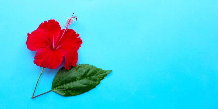 Hibiscus flower with leaf on blue background. Copy space