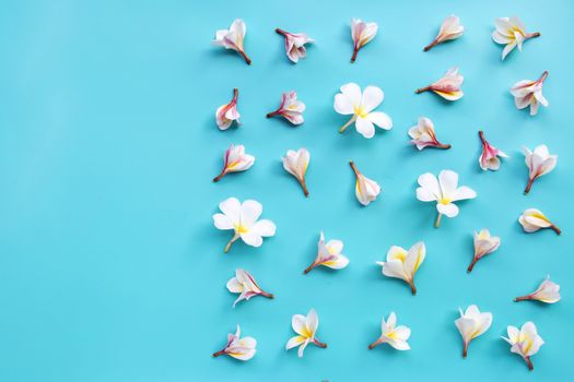 Plumeria or frangipani flower on blue background. Copy space