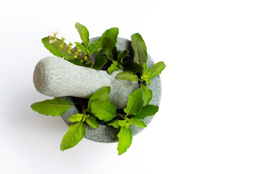 Holy basil leaves with flower in stone mortar and pestle on white background. Copy space