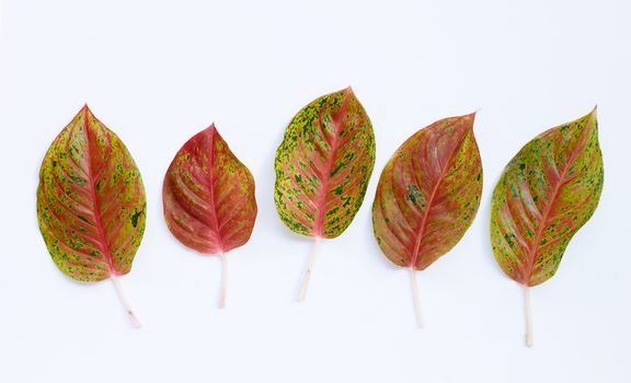 Colorful aglaonema leaves on white background.