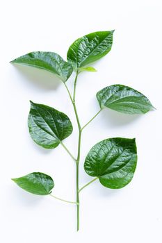 Fresh Wild Betel leaves isolated on white background