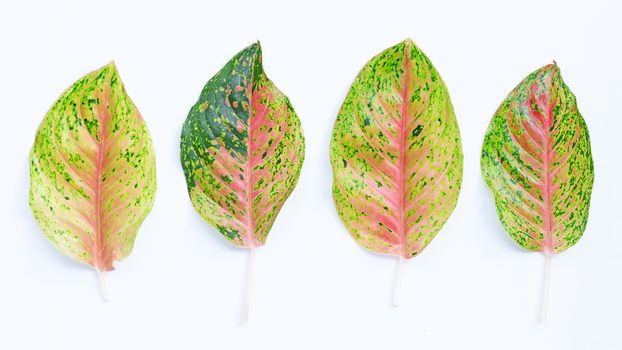 Colorful aglaonema leaves on white background.