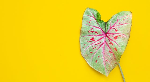 Red green caladium leaves on yellow background. Copy space