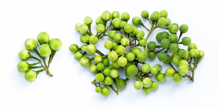 Turkey berry isolated on white background