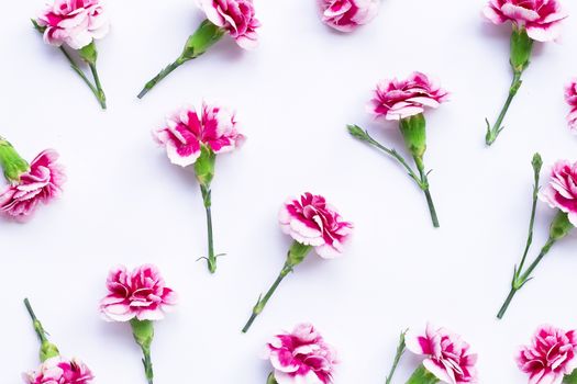 Pink carnation flower on blue background.  Top view