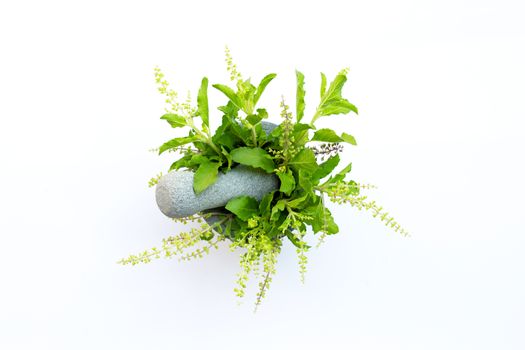 Holy basil leaves with flower in stone mortar and pestle on white background. Top view