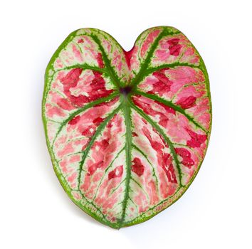 Caladium leaves on white background. Top view