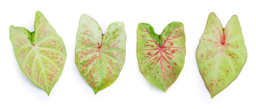 Caladium leaves on white background. Top view