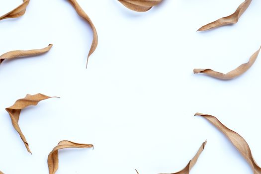 Frame made of eucalyptus dry leaves on white background. Copy space