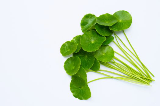 Fresh green centella asiatica leaves or water pennywort  plant