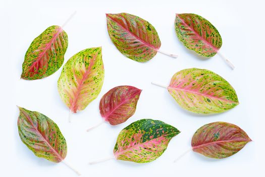 Colorful aglaonema leaves on white background.