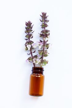 Empty essential oil bottle with sweet basil flower on white background.