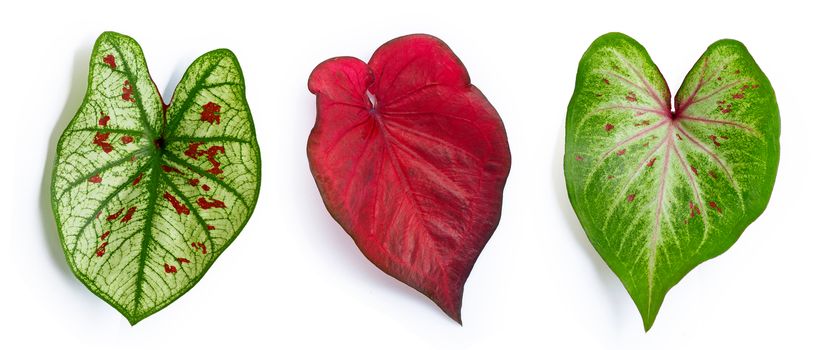 Caladium leaves on white background. Top view