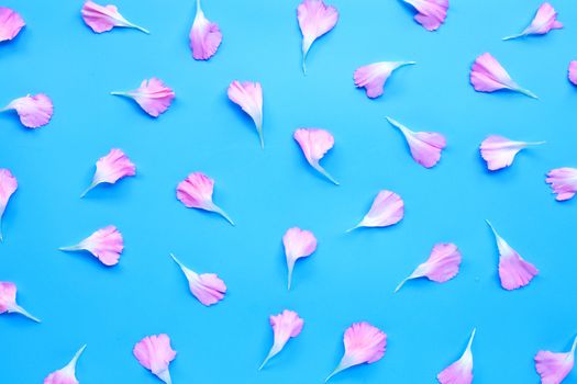 Carnation flower petals on blue background.  Top view