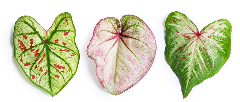 Caladium leaves on white background. Top view