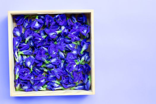 Blue butterfly pea flower in wooden box on purple background. Copy space