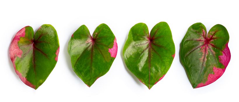 Caladium leaves on white background. Top view