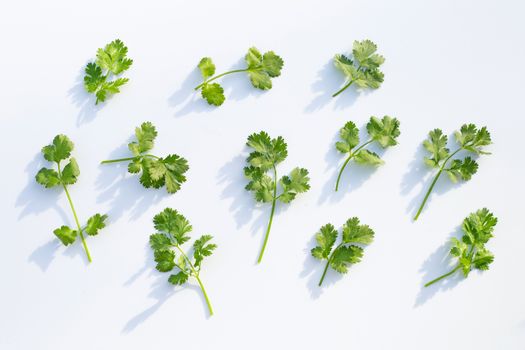 Fresh coriander leaves on a white background.