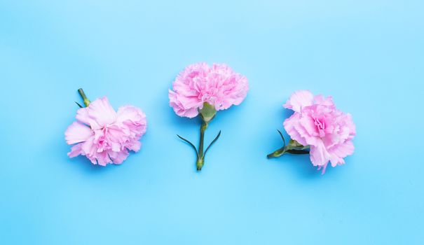 Carnation flower on blue background.  Top view