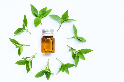 Bottle of essential oil with sweet basil leaves on white background.