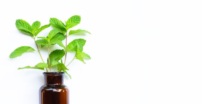 Essential oil bottle with fresh mint leaves on white background. Copy space