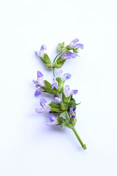 Sage flower on white background.