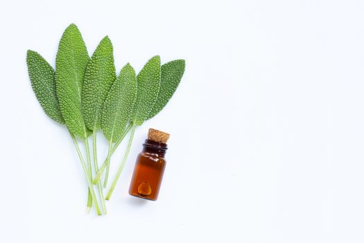 Essential oil with fresh sage leaves on white background. Top view