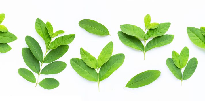 Guava leaves on white background.  Top view