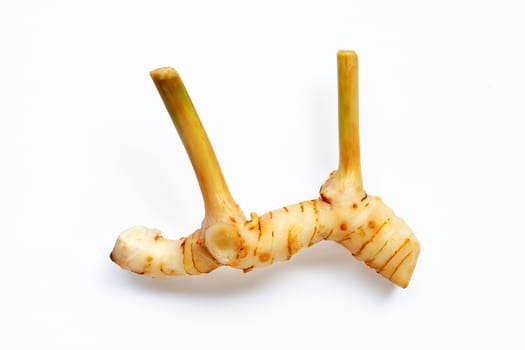 Fresh galangal isolated on white background.