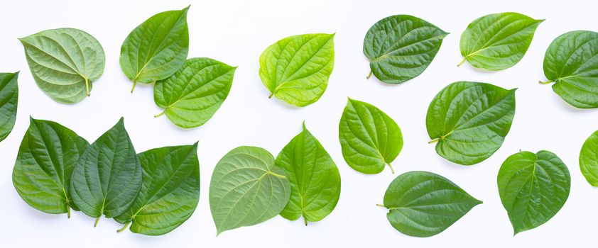 Green betel leaves, Fresh piper betle on white background. Top view