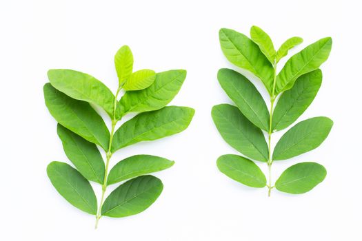 Fresh guava leaves on white background. 
