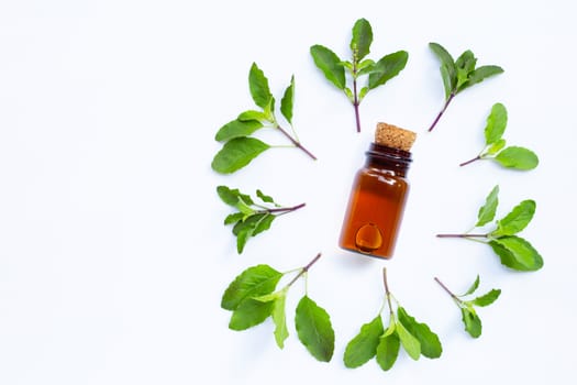 Bottle of essential oil with holy basil leaves on white background.