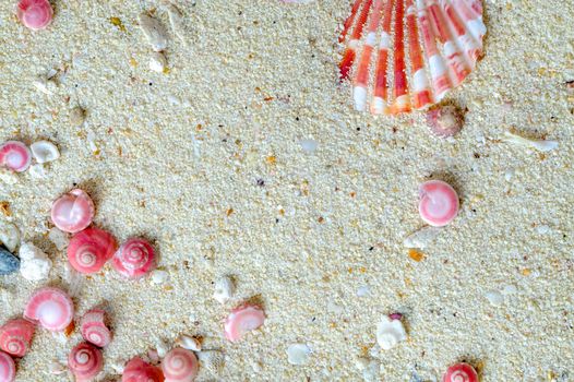 shells of pink button snails (Umbonium vestiarum) and scallop on the sand