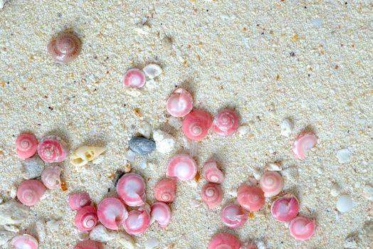shells of pink button snails (Umbonium vestiarum) on the sand