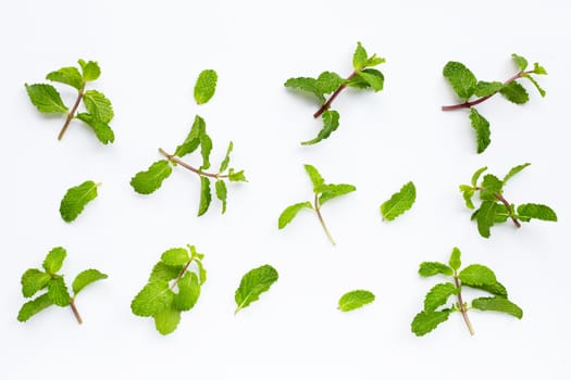Mint leaves on white background. Top view
