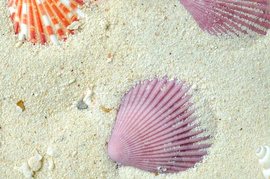 shells of red and orange scallop (Amusium pleuronectes) on white sand