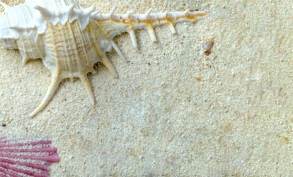 white murex and pink scallop shells on white sand, marine seashells, with copy space